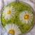 Michelle Shigemasa's profile image