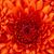 Jean Louise Finch's profile image