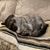 Serena Hendon's profile image