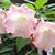 Patricia Roberts's profile image