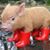 Debbie Whitlock's profile image