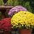 Regina Harrison's profile image