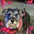 Denise Cyphers's profile image