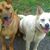 Dawn Alishio Westerhold's profile image