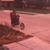 Traves Coppock's profile image
