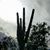 Dianne Cherry Krumm's profile image