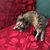 Donna Hickok Bell's profile image