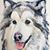 Suzanne Morrell's profile image