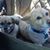Bridget Sipes's profile image