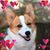 Joyce Duhl Luce's profile image