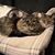 Lisa Gerety's profile image