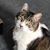 Sue Rawling Smith's profile image