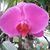 Carol Welbourn's profile image