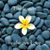 Roslyn Gordon Snyder's profile image