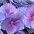 Cathy Homan Calaway's profile image
