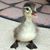 Theresa Pellegrino's profile image