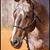 Tawny Hale's profile image