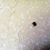 Persephone Stone's profile image