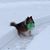 Tracie Yackle Schara's profile image