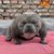 Nishant Verma's profile image