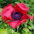 Charlene Spencer Larsen's profile image