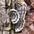 Deidra K. Willis's profile image