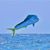 Onur Celebi's profile image