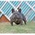 Cesar Deleon's profile image