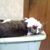 Patricia Blanton's profile image