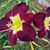 Laura Dean McWilliams's profile image