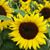 Tracie A. Smith's profile image