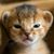 Shelly Duquette's profile image