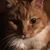 Adina Case's profile image