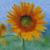 Judith Martin's profile image
