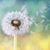 Debra Gregory's profile image