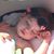 Susie Sturgill's profile image