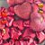 Linda Hearn-Corley's profile image