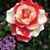 Sharon Cummings Einspahr's profile image