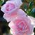 Azza Elsandyony's profile image
