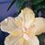 Lola Poirier's profile image