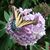 Sheri Isaacson's profile image