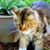 Deb Cunningham's profile image