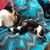 Elizabeth Kroeger Chapin's profile image