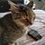 Matthew William Scheid's profile image