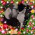Joe N Cecilia Camacho's profile image