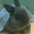 Ward Kawano's profile image