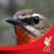 Rune Pip B. Christensen's profile image