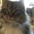 Shirley Lynn's profile image