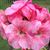 Joan Haber Callavini's profile image