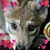 Susan Daiber's profile image